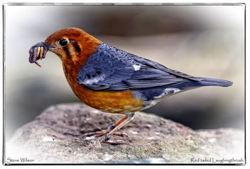 Feeding Red tailed Laughingthrush - image #297411 gratis